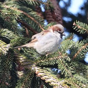 House Sparrow