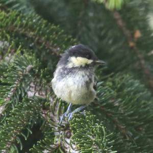 Coal Tit