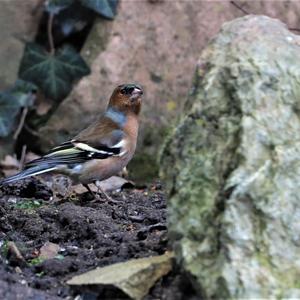 Eurasian Chaffinch