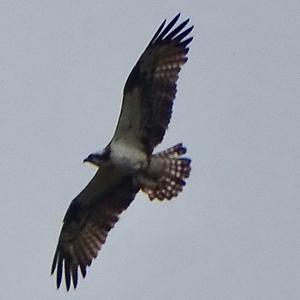 Osprey