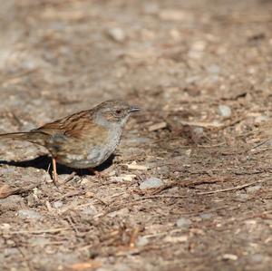 Hedge Accentor