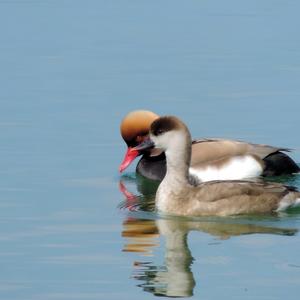 Red-crested Pochard