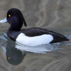 Tufted Duck