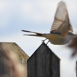 Scissor-tailed Flycatcher