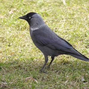 Eurasian Jackdaw