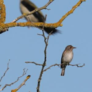 Spotted Flycatcher