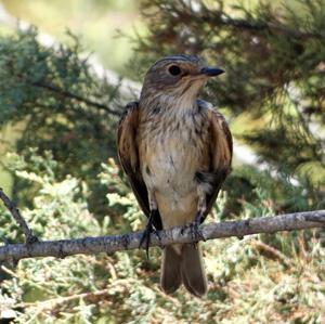 Spotted Flycatcher