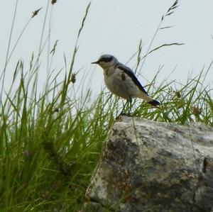 Northern Wheatear