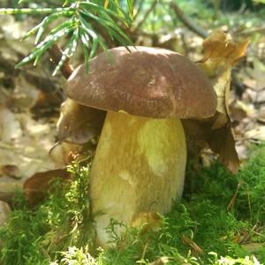 Summer Bolete