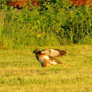 Mäusebussard