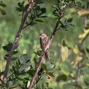 Rock Bunting