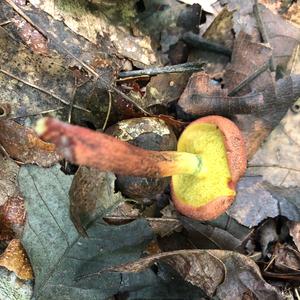 Red-cracked Bolete