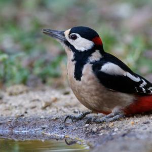 Great Spotted Woodpecker