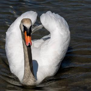 Mute Swan