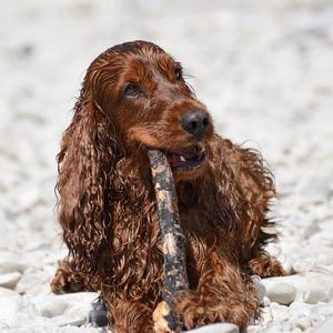 Spaniel (English Cocker)