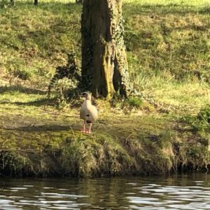 Nilgans