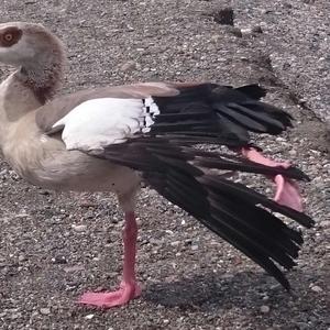 Egyptian Goose