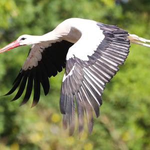 White Stork