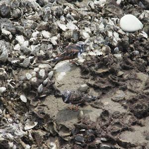 Ruddy Turnstone