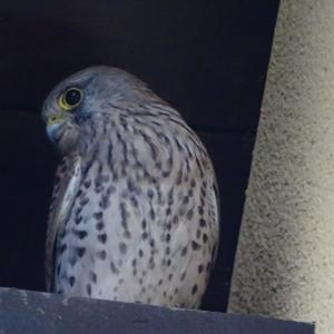 Common Kestrel