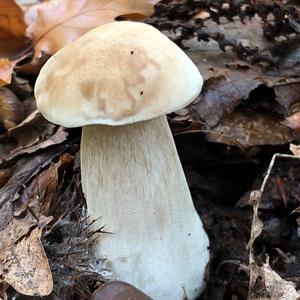 King Bolete