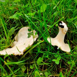 Sweetbread Mushroom