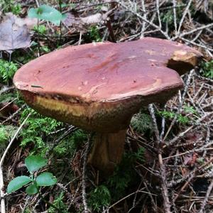 Bay Bolete