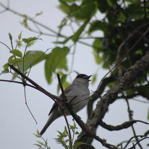 Blackcap