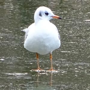 Black-headed Gull