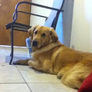 Retriever (Golden)