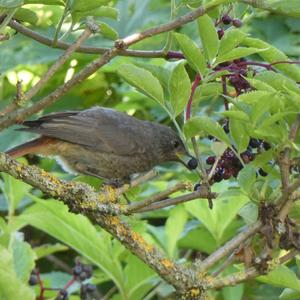 Black Redstart