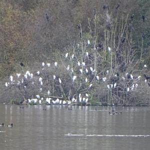 Cattle Egret