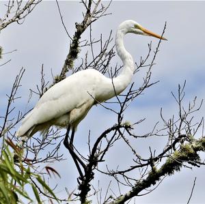 Great Egret