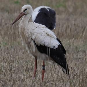 White Stork