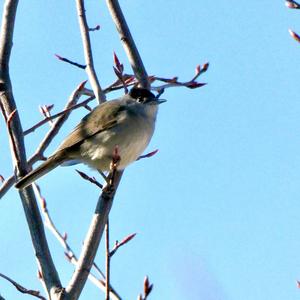 Blackcap