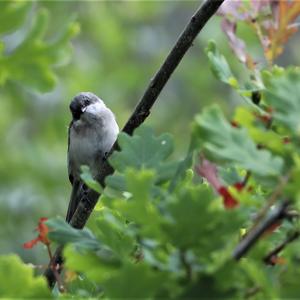 Blackcap