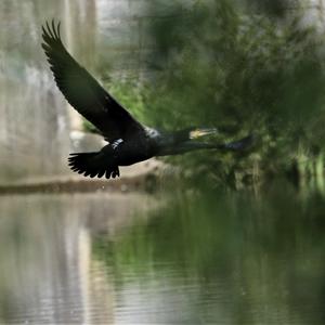 Crowned Cormorant