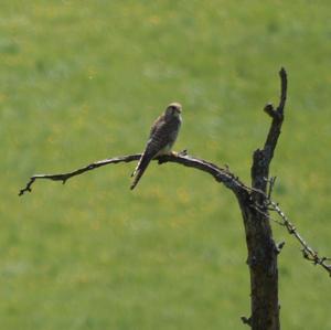 Common Kestrel