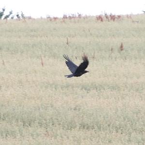 Hooded Crow