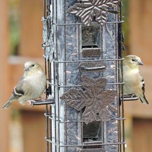 American Goldfinch