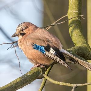 Eurasian Jay