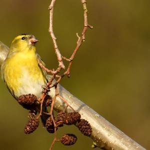 Eurasian Siskin