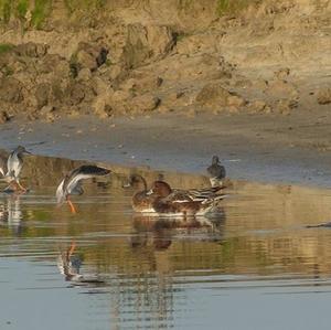 Common Redshank