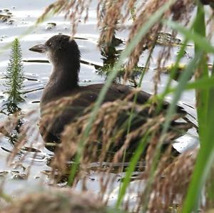 Common Moorhen