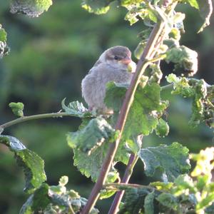 House Sparrow