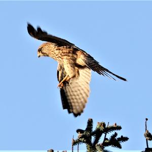 Common Kestrel