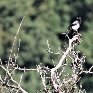 Black-billed Magpie