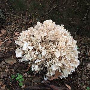 Eastern Cauliflower Mushroom