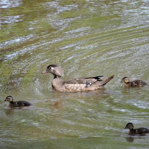 Wood Duck