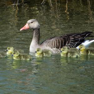 Greylag Goose